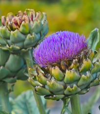 Artyčok Green Globe - Cynara scolymus - prodej semen - 20 ks