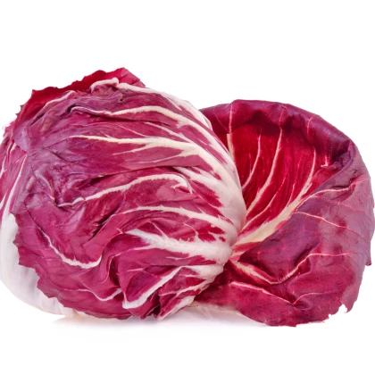 Čekanka salátová Palla rosa - Cichorium intybus - prodej semen - 200 ks