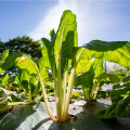 Mangold zelený Gewone - Beta vulgaris - prodej semen - 180 ks