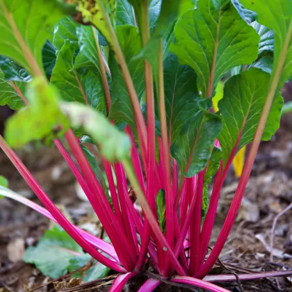 Mangold řapíkatý růžový - Beta vulgaris - prodej semen - 50 ks