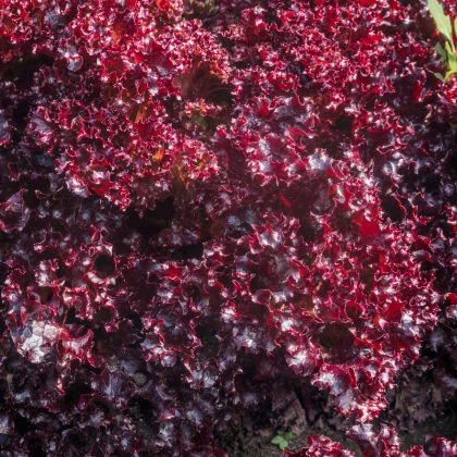 Salát červený kadeřavý - Lactuca sativa - prodej semen - 900 ks