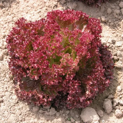 Salát listový Crimson - Lactuca sativa - prodej semen - 300 ks