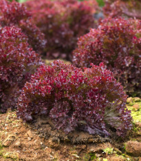 Salát listový kadeřavý Lollo Rossa - Lactuca sativa - prodej semen - 400 ks