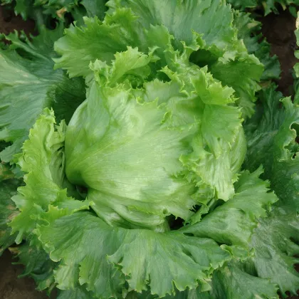 Salát hlávkový Traper - Lactuca sativa - prodej semen - 250 ks