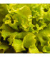 BIO Salát hlávkový Maikönig - Lactuca sativa - prodej bio semen - 1 g