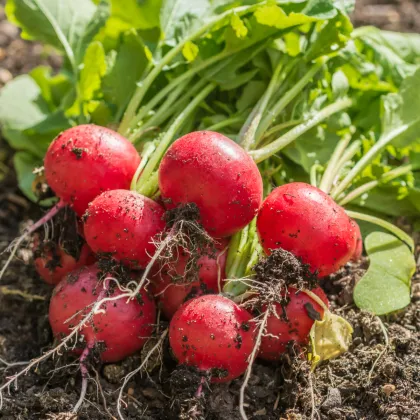 Ředkvička Riesenbutter máslová obří - Raphanus sativus - prodej semen - 100 ks