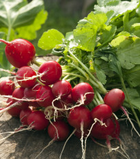 Ředkvička Topsi - Raphanus sativus - prodej semen - 100 ks