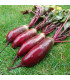 Řepa Renova salátová válcovitá - Beta vulgaris - prodej semen - 70 ks