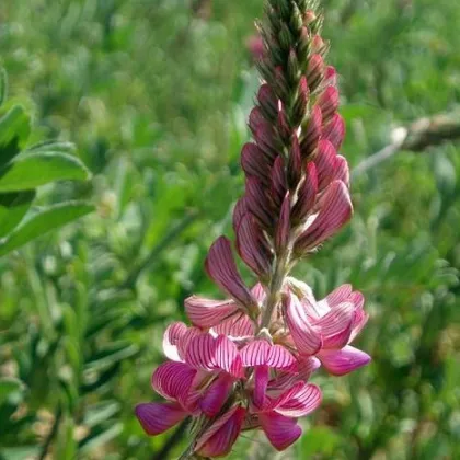 Vičenec ligrus - Onobrychis viciifolia - prodej semen - 50 ks