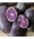 Brambory sadbové Blaue St. Galler - Solanum tuberosum - Kiepenkerl - prodej sadby - 5 ks