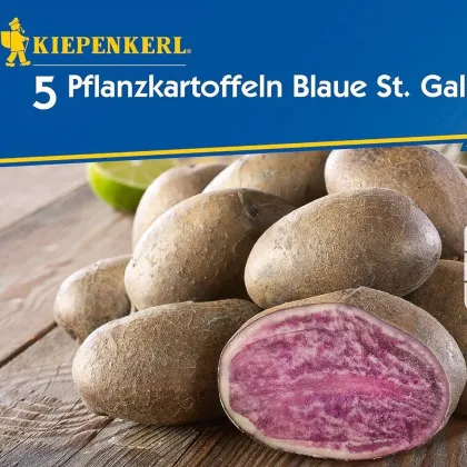 Brambory sadbové Blaue St. Galler - Solanum tuberosum - Kiepenkerl - prodej sadby - 5 ks