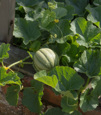 Meloun Emir F1 - Cucumis Melo - prodej semen - 6 ks