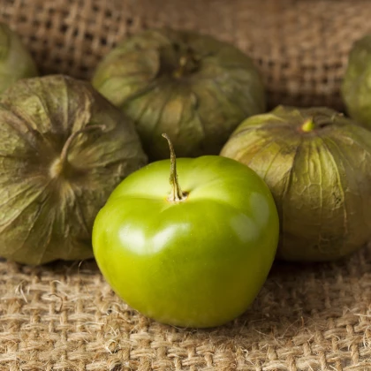 Tomatillo Verde - Physalis ixocarpa - prodej semen - 7 ks