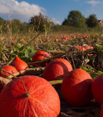 Dýně Hokkaido Uchiki kuri - Cucurbita maxima - prodej semen - 5 ks