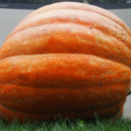 Dýně obrovská Atlantic giant F1 - Cucurbita maxima - prodej semen - 4 ks