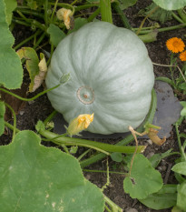 Tykev Crown Prince F1 - Cucurbita maxima - prodej semen - 5 ks