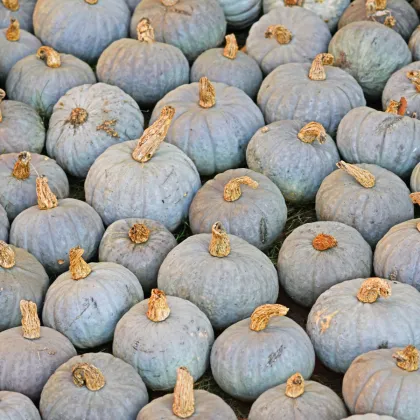 Tykev Blue Kuri Modré Hokkaido - Cucurbita maxima - prodej semen - 5 ks