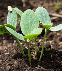 Tykev fíkolistá k roubování - Cucurbita ficifolia - prodej semen - 10 ks