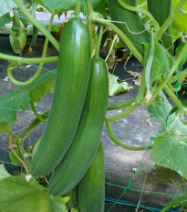 Okurka salátová Saturn F1 - Cucumis sativus - prodej semen - 10 ks