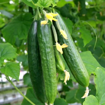 BIO Okurka salátová Tanja - Cucumis sativus - prodej bio semen - 10 ks