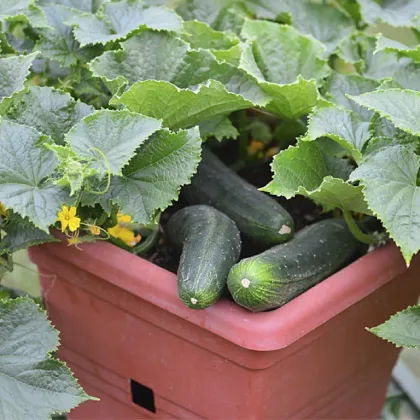 Okurka salátová do květináče Bush Champion - Cucumis sativus - prodej semen - 8 ks