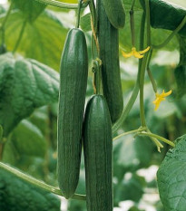 BIO Okurka salátová Kalunga F1 - Cucumis sativus - prodej bio semen - 4 ks