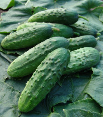 Okurka Regina F1 - Cucumis sativus - prodej semen - 20 ks