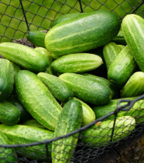 BIO Okurka nakládačka Vorgebirgstrauben - Cucumis sativus - prodej bio semen - 10 ks