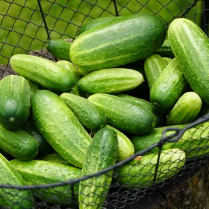 BIO Okurka nakládačka Vorgebirgstrauben - Cucumis sativus - prodej bio semen - 10 ks