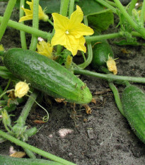 BIO Okurka nakládačka Hokus - Cucumis sativus - prodej bio semen - 10 ks