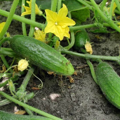 BIO Okurka nakládačka Hokus - Cucumis sativus - prodej bio semen - 10 ks