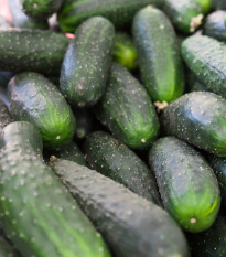 Okurka nakládačka Diamant F1 - Cucumis sativus - prodej semen - 8 ks