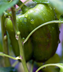 Paprika California Wonder - Capsicum annuum - prodej semen - 20 ks