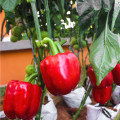 Paprika Roberta F1 - Capsicum annuum - prodej semen - 6 ks