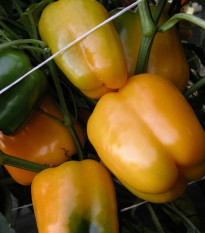 Paprika Mystery - Capsicum annuum - prodej semen - 15 ks