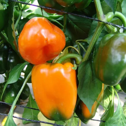 Paprika roční Kubista F1 - Capsicum annuum - prodej semen - 10 ks