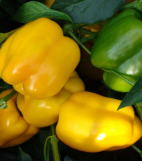 Paprika Garnet F1 - Capsicum annuum - prodej semen - 10 ks