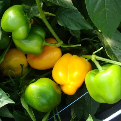 Paprika Afrodita - Capsicum annuum - prodej semen - 20 ks