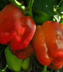 Paprika Granova - Capsicum annuum - prodej semen - 50 ks