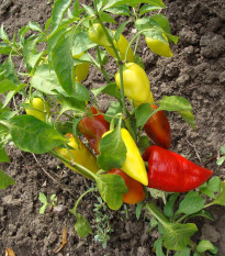 Paprika Sakura - Capsicum annuum - prodej semen - 30 ks