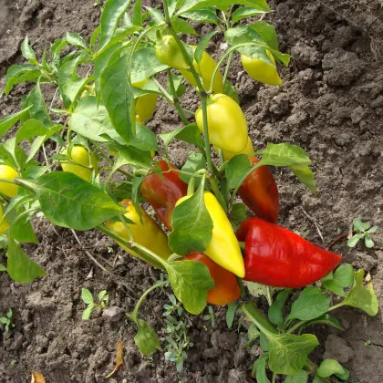 Paprika Sakura - Capsicum annuum - prodej semen - 30 ks