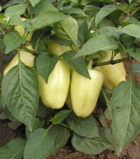 Paprika Amy - Capsicum annuum - prodej semen - 50 ks