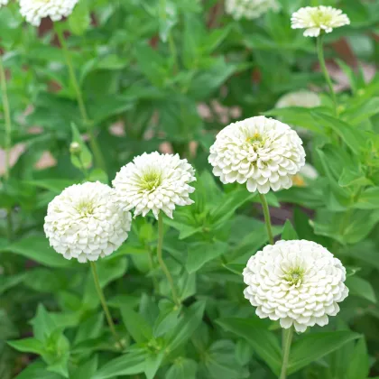 Ostálka jiřinkokvětá bílá - Zinnia elegans - prodej semen - 100 ks