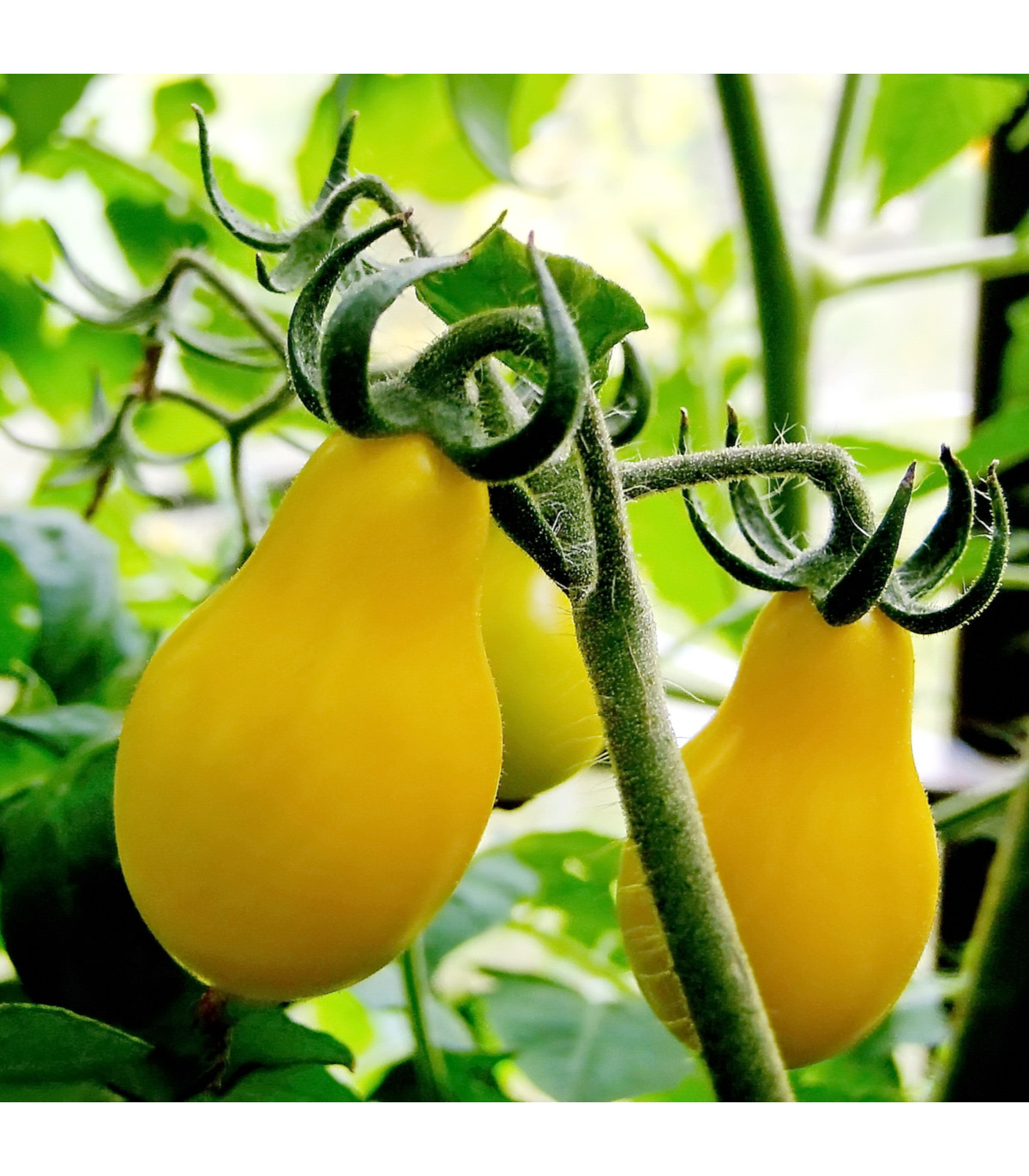 Rajče Žlutá hruška - Solanum lycopersicum - prodej semen - 6 ks