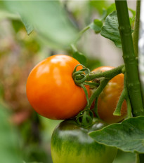 Rajče Wellington F1 - Solanum lycopersicum - prodej semen - 7 ks