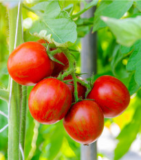 Rajče Tigerella - Solanum lycopersicum - prodej semen - 6 ks