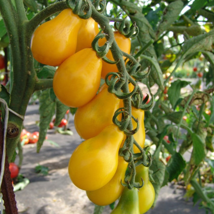 Rajče Perun - Solanum lycopersicum - prodej semen - 100 ks