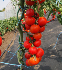 Rajče Uragan F1 - Solanum lycopersicum - prodej semen - 30 ks