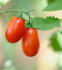 Rajče Ravello - Solanum lycopersicum - prodej semen - 4 ks