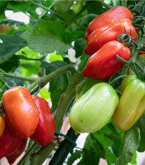 Rajče San Marzano Gigante F1 - Solanum lycopersicum - prodej semen - 8 ks